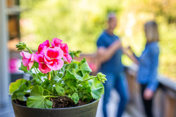 Ferienwohnung Hochsitz - Balkonpflanzen